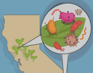 Foodborne illnesses threaten public health in California